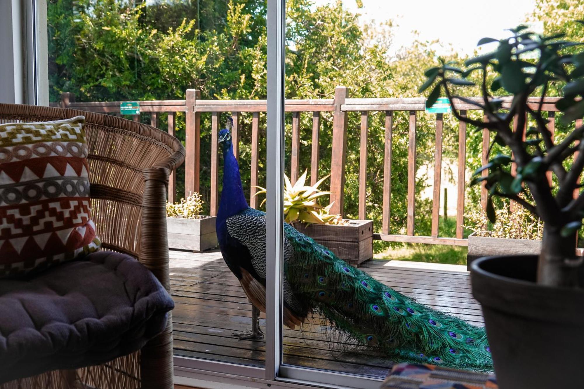 Soutelande Country Stay - Close To 1#Beach In Pe Port Elizabeth Exteriör bild